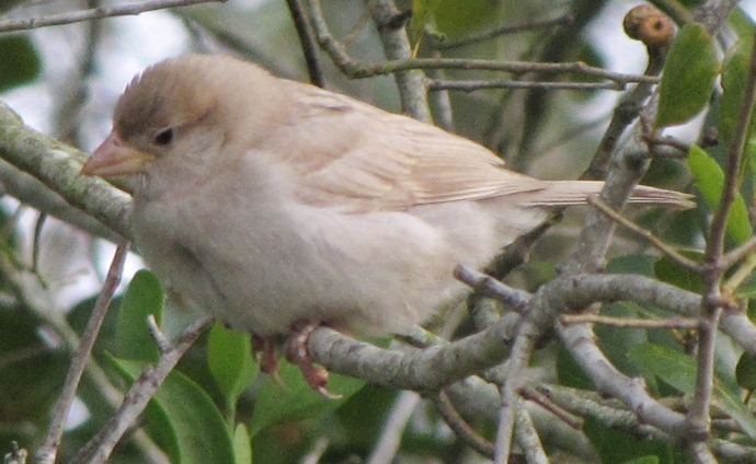 Albino Sparrow